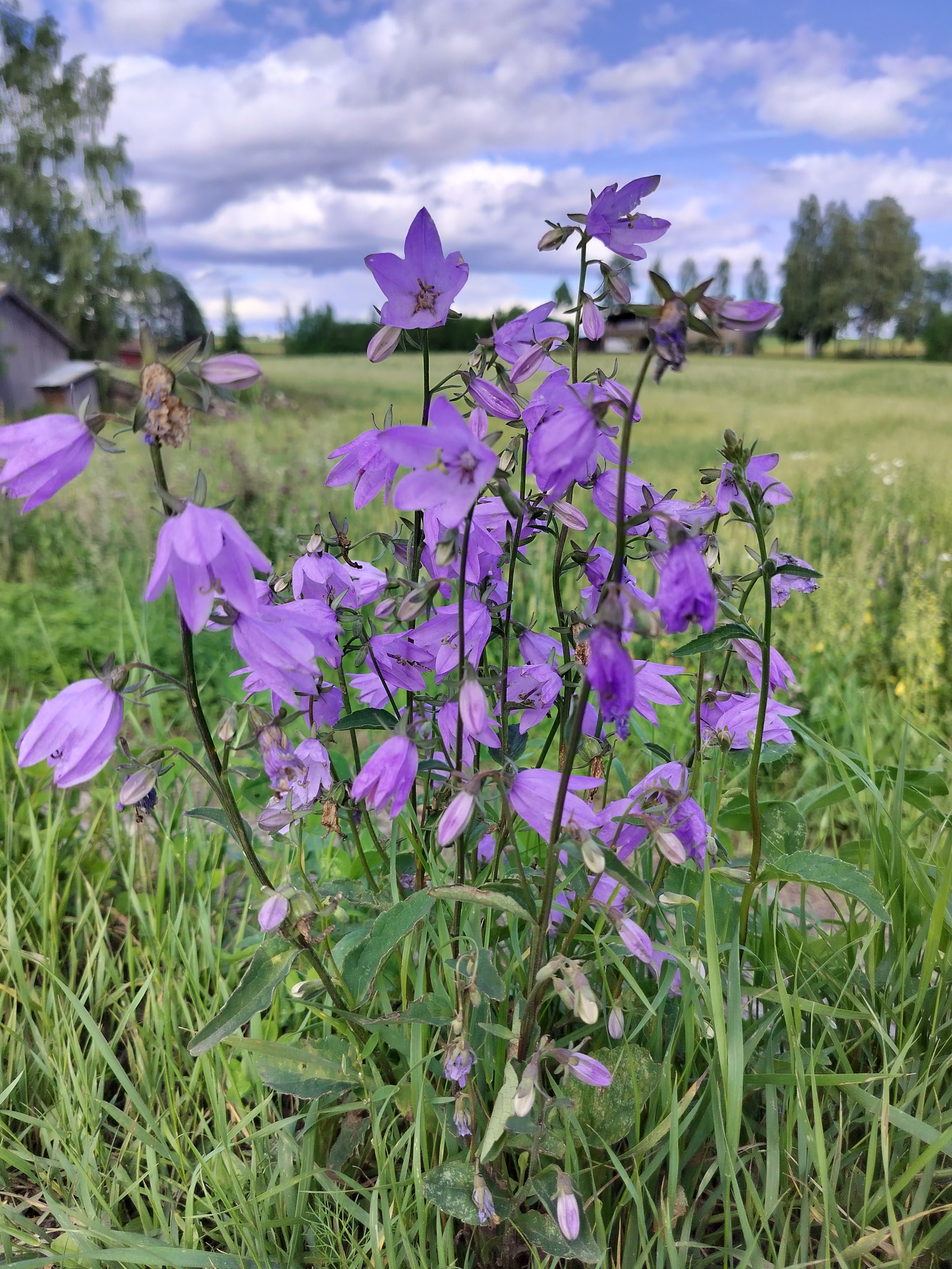 sinikelloja
