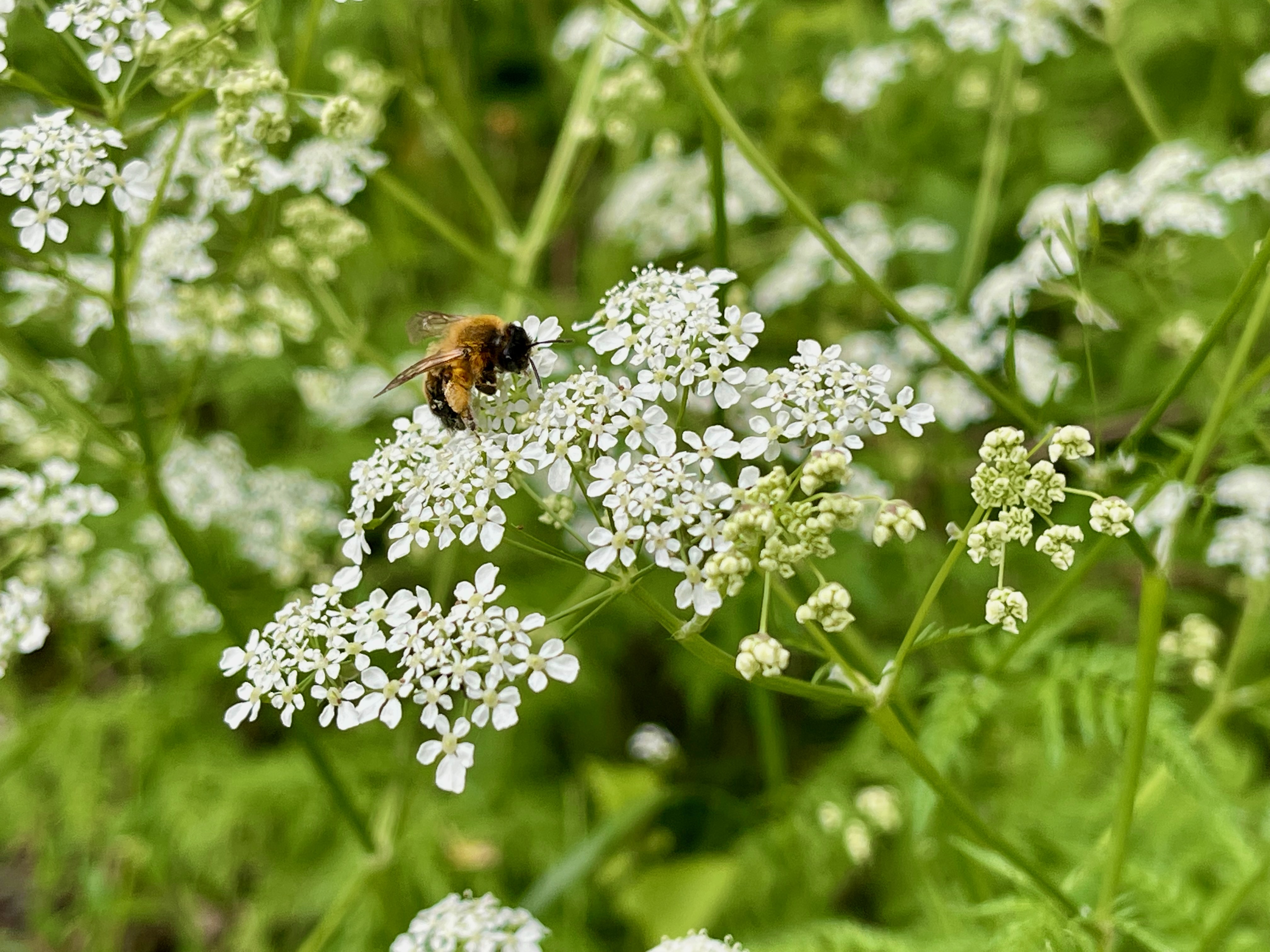 Mehiläinen imee mettä pienistä alkukesän valkoisista kukkasista.